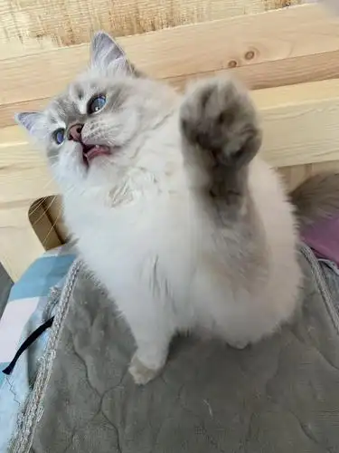 晒晒猫蓝山重点色布偶猫我们看起来是一只小脑斧嗷呜非主流双色哦