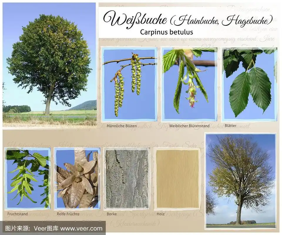 白色,种子,角树,山毛榉树,树梢