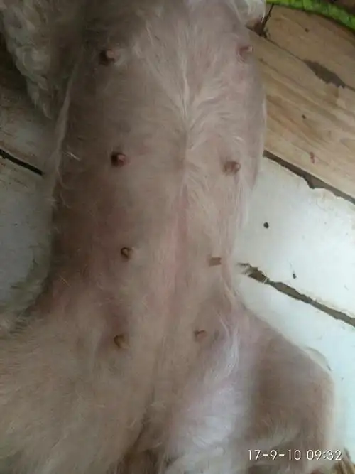 小狗配完47天了,也有恶心呕吐,不吃吃饭的表现,但是肚子没有明显增大