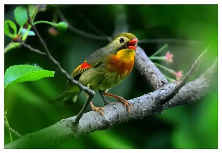 树上的鸟儿叫喳喳