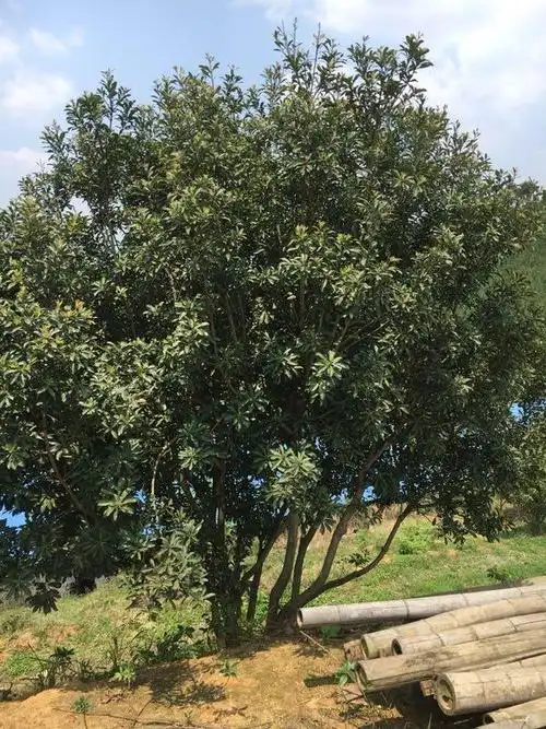 供应杨梅树杨梅树实拍图