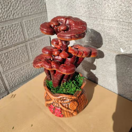 辉客映上灵芝盆栽成品盆景观赏室内客厅办公桌创意装饰趣味种植活体菌