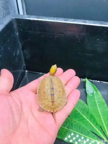 金钱龟怎么养殖