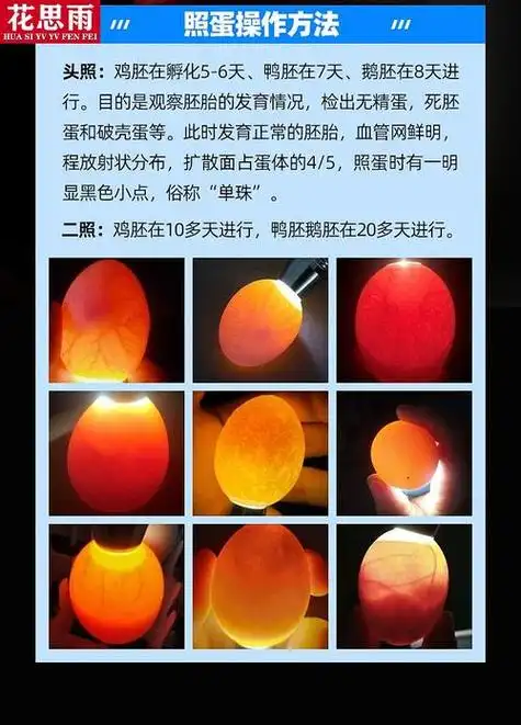 东莞旅游观光车面向广州,深圳,佛山,中山,茂名销售