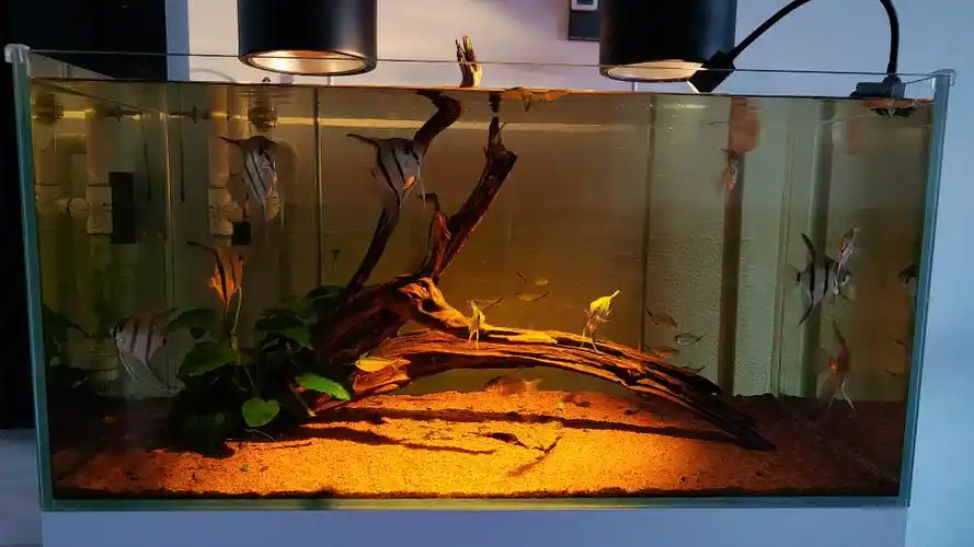 南美鱼缸埃及神仙鱼日常生活