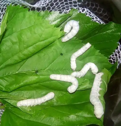 最适合的温度是25度,刚孵化的蚕宝宝,全身乌黑,形似蚂蚁,因此叫蚁蚕