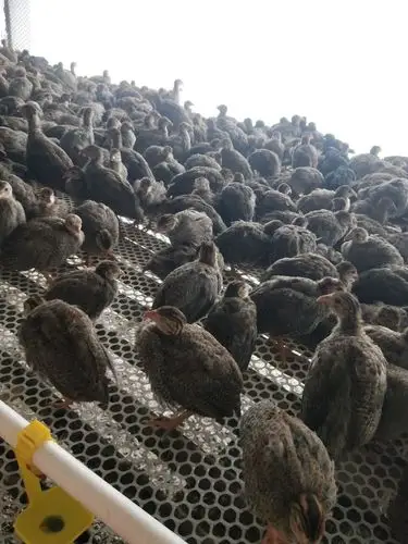 尼古拉火鸡火鸡苗批发价孵化场直销