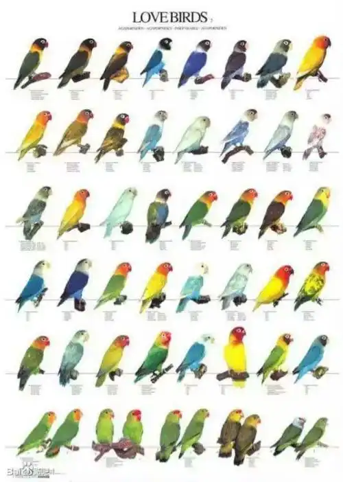 牡丹鹦鹉的品种目前市面上能够见到的有几十种,您饲养的这种牡丹鹦鹉