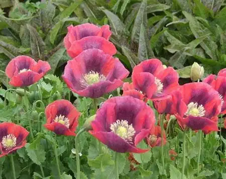 罂粟花的花期,别名及简介2016-11-03花语谷网23098阅读罂粟花是什么