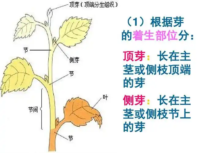 4 植物的一生3 (共28张ppt)