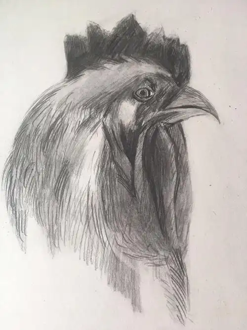 素描:鸡头