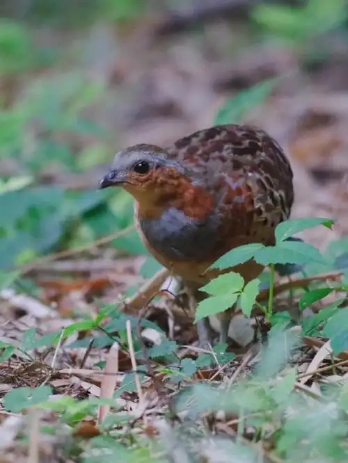 今日野拍灰胸竹鸡