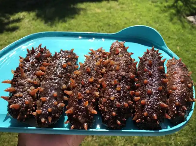 阿拉斯加野生红海参