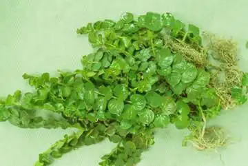 金钱草排除结石的最好中药