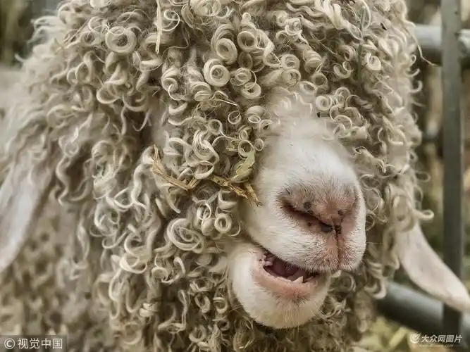 办卡吗英国羊中犀利哥卷毛覆盖全脸