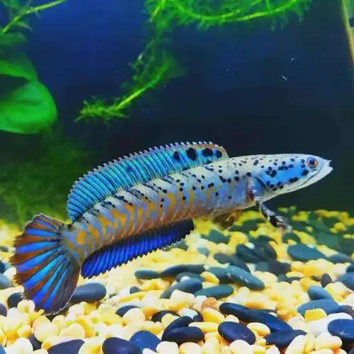 雷龙幻彩蓝宝石雷龙蓝宝石中大型热带鱼包邮稀有鱼雷龙鱼活体