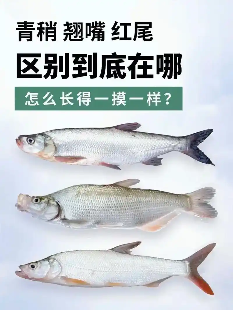 翘嘴,青稍,红尾鉴别方式,请大家参考#原来钓鱼才是抖音运动顶 - 抖音