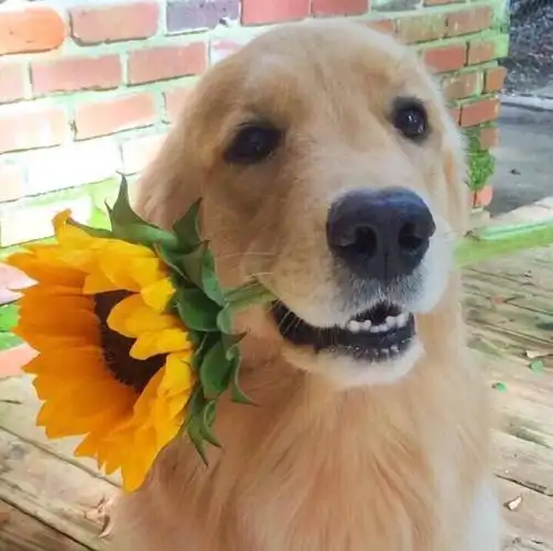 金毛叫你出去玩表情包图1