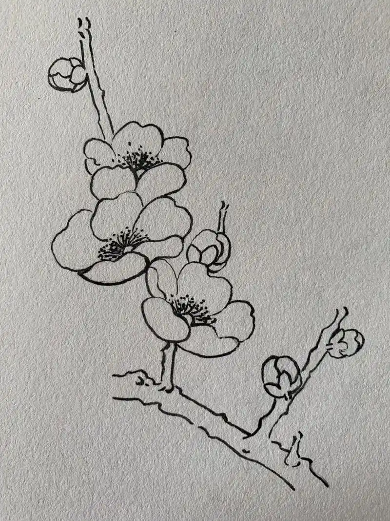 白描花卉|梅花花枝  部分梅花,花枝白描,参考白描书籍