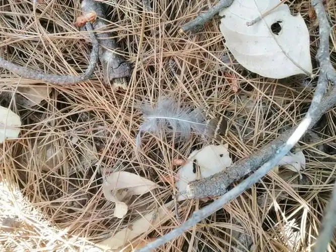 非法捕杀18只"野鸡"!云南一男子被判有期徒刑5年!