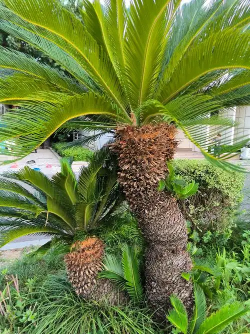 每天认识一种植物|铁树