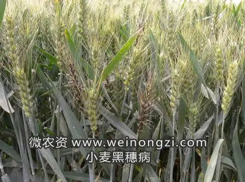 小麦腥黑穗病症状主要出现在穗部,病株一般比健株矮,分蘖增多,病穗较