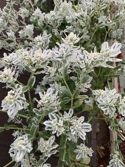 叶子比花朵鲜美的银边翠