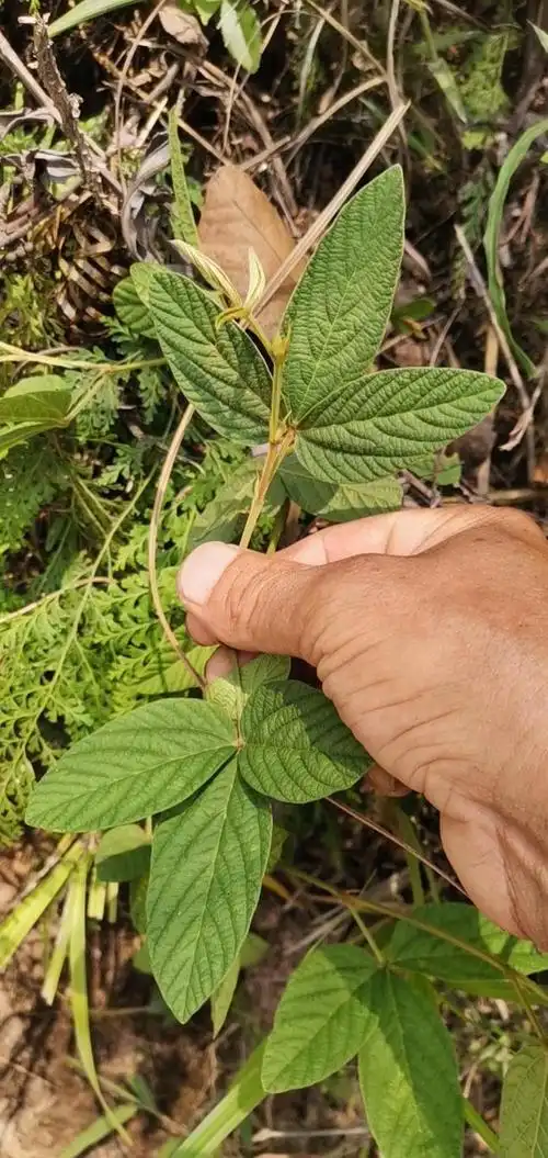 带你认识:千斤拔!农村路边都有!你是否认识?