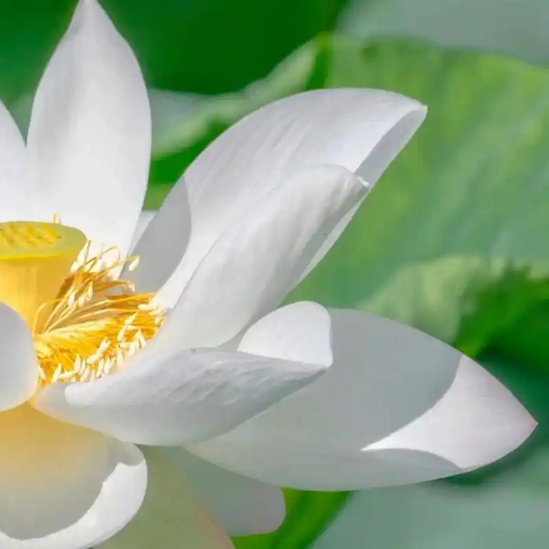 白莲花头像 好久没更新荷花头像了,图片也存相册好久了,不知道是在