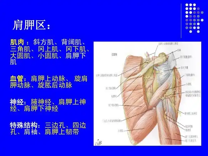 文档 所有分类 医药卫生 临床医学 局部解剖学四肢后面深层解剖肩胛区