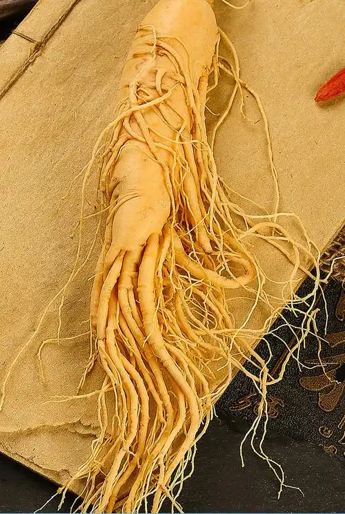 人参长白山野山参新鲜东北泡酒专用干参野生人叁片生晒林下参红参 (2