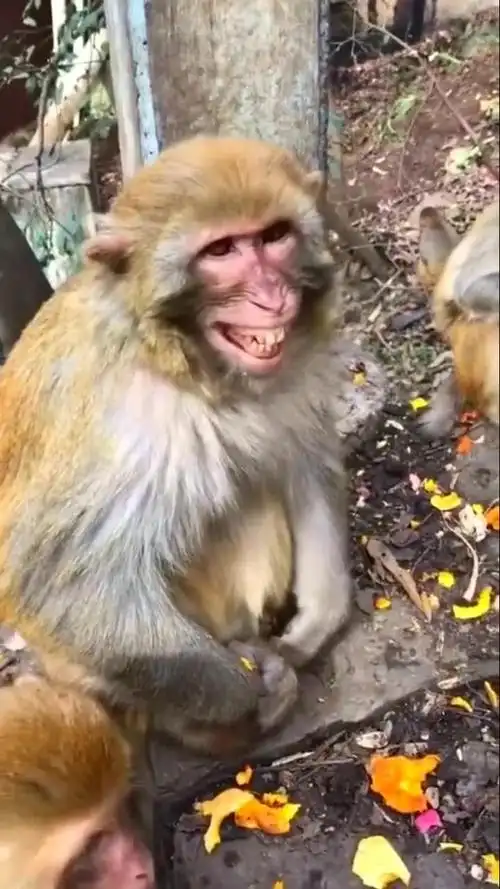 峨眉山的猴子笑起来好灿烂呀!#搞笑视频