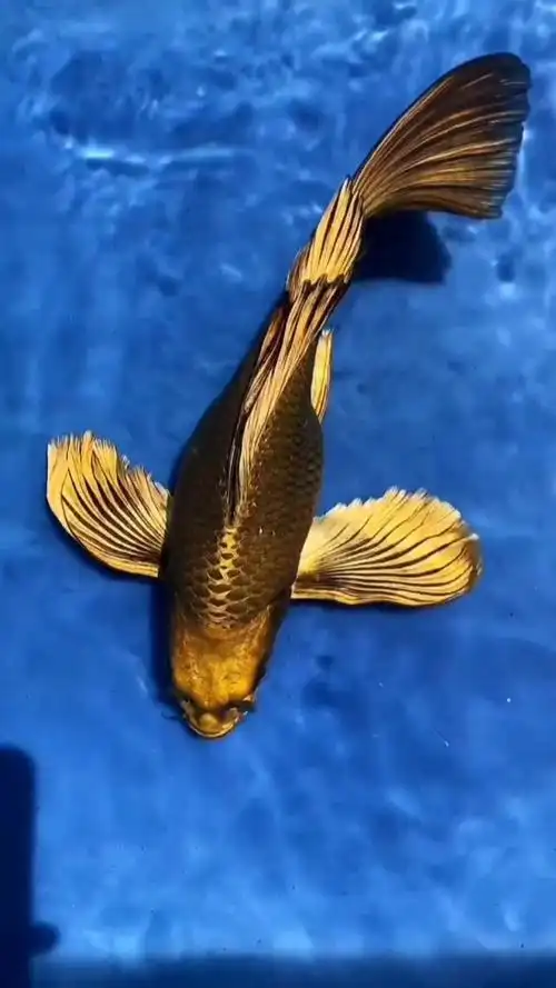 最美独特蝴蝶鲤展示给大家,祝大家金光闪闪,好运连连