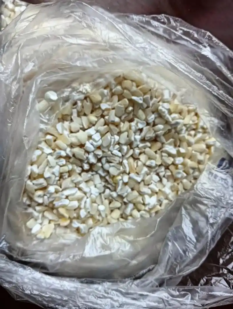 玉米碴子,东北的玉米碴子长于东北,应