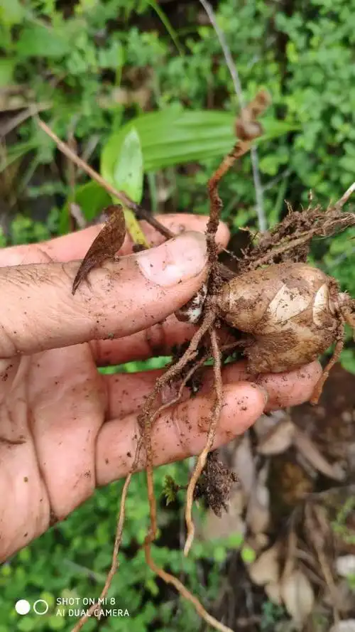 请问这是小白芨吗?