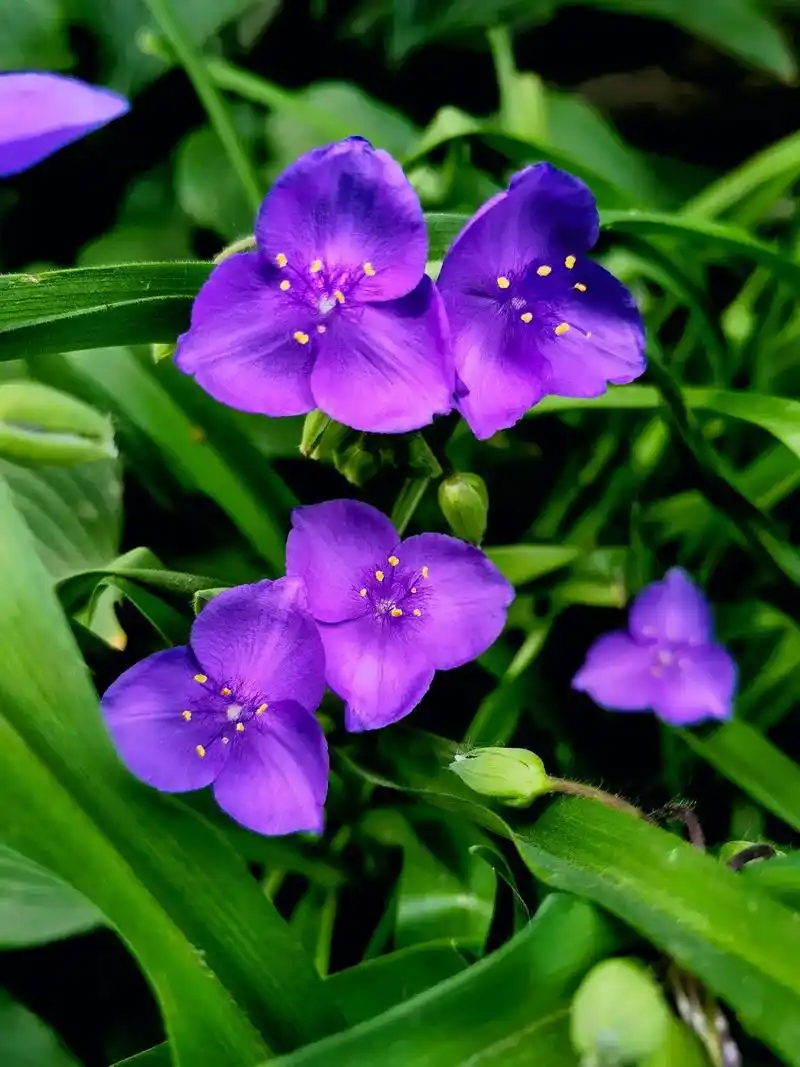 紫露草 紫露草鸭跖草科紫露草属,高可达5-30厘米;茎直立, - 抖音