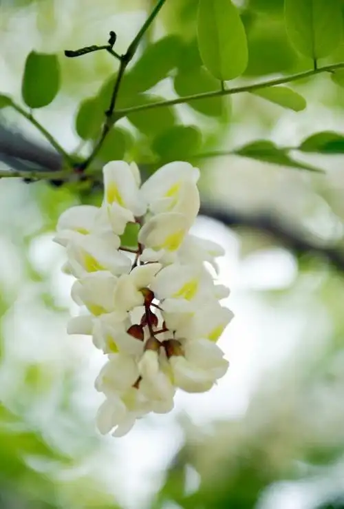 槐花,广义的洋槐花指豆科植物的花及花蕾,但一般将开放的花朵称为"