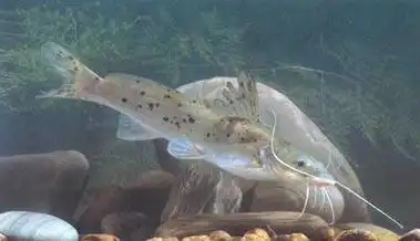 也叫做魽鱼,芝麻魽,白须魽,在广东农村也有叫剑鱼,钳鱼的