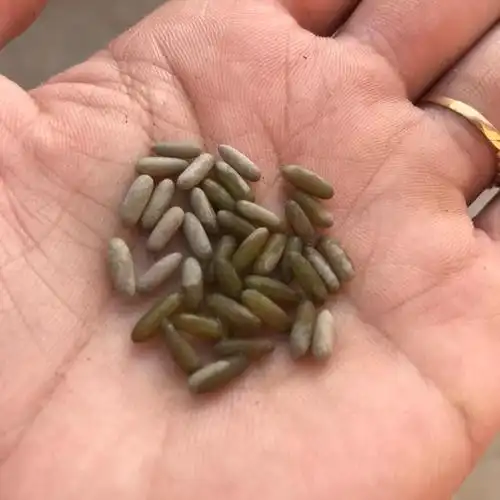 9蝈蝈籽蝈蝈卵幼虫活虫螽斯孵化小虫鸣虫翡翠绿蝈蝈食物粮食包邮已售