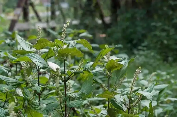 乡土植物光阴荏苒逝秋来苏子香
