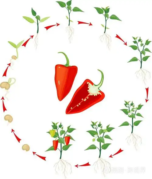 辣椒生长阶段