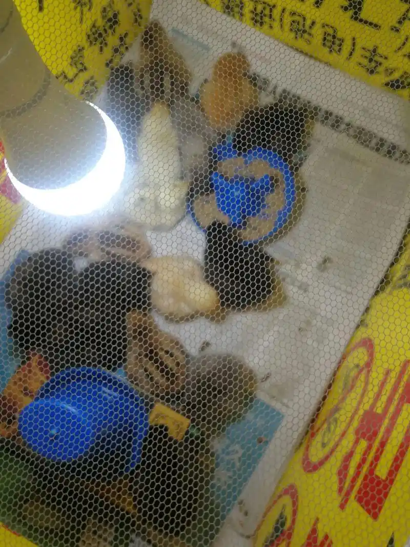 大家早上好 分享一下小鸡宝宝睡觉08 - 抖音