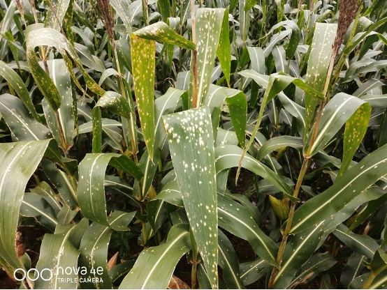 景洪市玉米白斑病防控建议