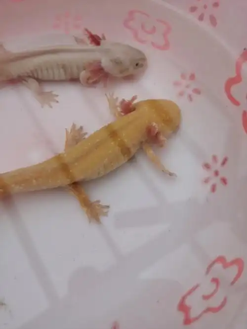 六角恐龙鱼水霉病根治