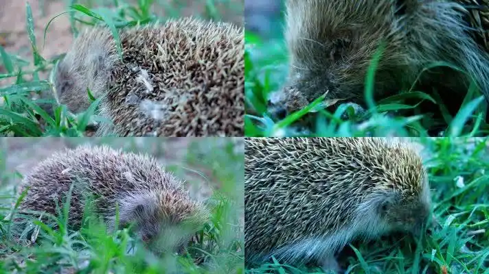 【原创】受伤的刺猬