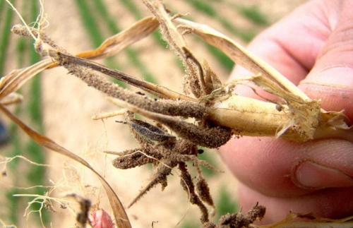 小麦全蚀病的综合防治方法