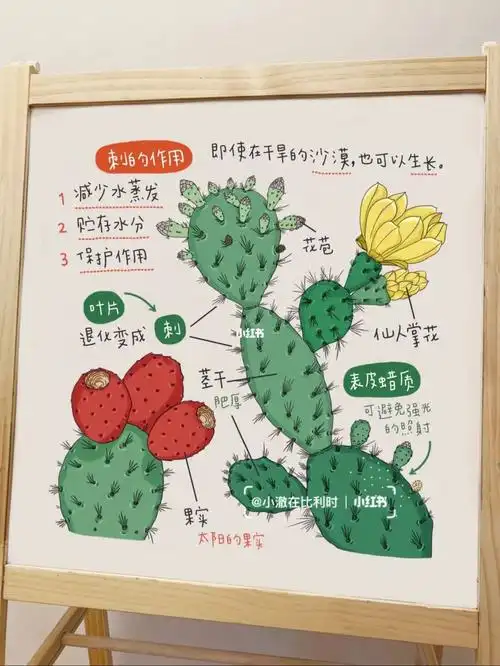 小澈麻麻手绘科普仙人掌你为什么有刺