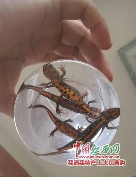 上饶市民池塘捉到"四脚怪鱼" 专家判断是蝾螈(图)