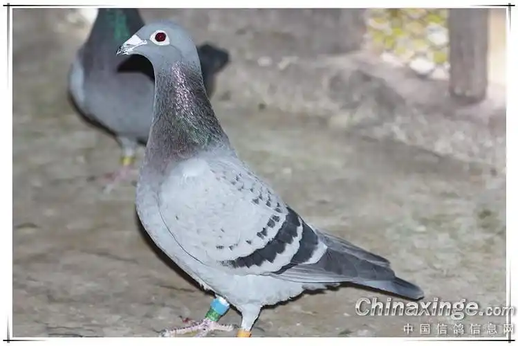 雨点特辑 瞧着可上眼啊?-信鸽资讯-中国信鸽信息网
