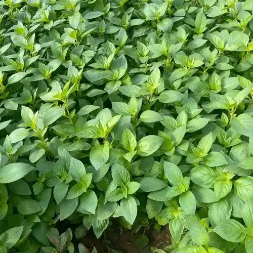 荆芥种植(荆芥种植多久才发芽)